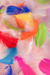 Colorful feather background, top view. © Nikolay