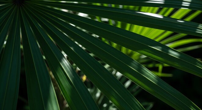 Close up of vibrant tropical palm leaves showcasing natural texture and intricate vein patterns in lush green foliage