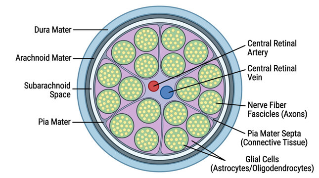 Detailed anatomical diagram of a cross-section through the optic nerve, showing its various layers and structures on a white background.