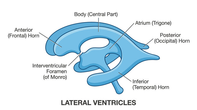 Detailed illustration of lateral ventricles in the brain with labeled parts on a white background.