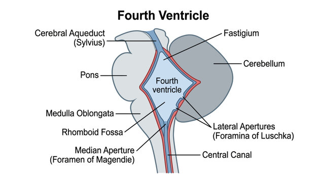 Detailed anatomical illustration of the fourth ventricle in the brain with labeled structures on a white background.