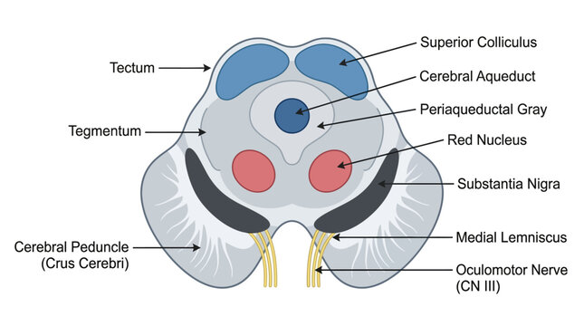 Detailed anatomical diagram of a brain stem cross-section with labeled structures on a white background.