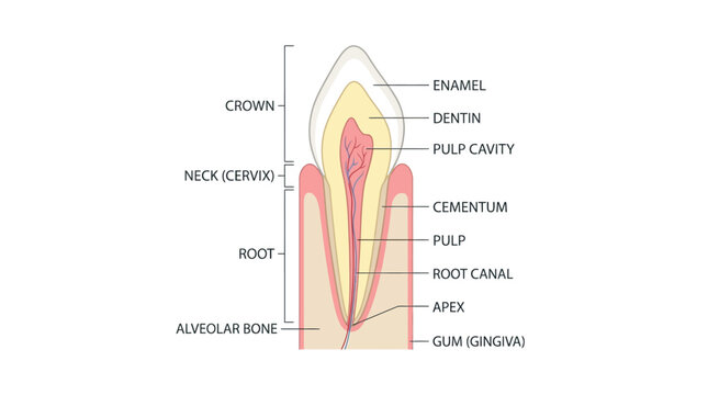 Detailed illustration of a labeled tooth anatomy diagram showing various parts on a white background with educational labels.