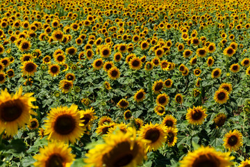 Fototapeta premium sunflower field (Helianthus annuus) in full bloom, found in early summer in Brandenburg, Germany