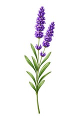 Obraz premium Illustration of a lavender sprig with purple flowers and green leaves.