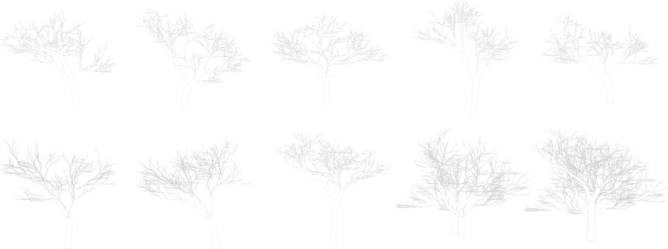 Vector pack of trees in elevation and plan view for use in architectural drawings, Premium Architectural Vector Tree Pack / Elevation & Plan View Trees for CAD Drawings, Isolated