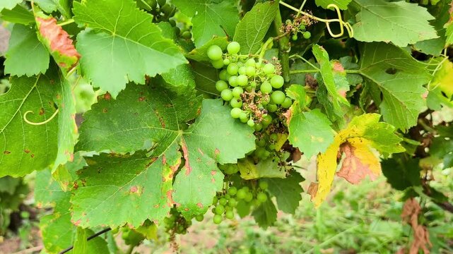 Green grapes on a vine infected with downy mildew (Plasmopara viticola) disease, showing damaged dry leaves in a vineyard