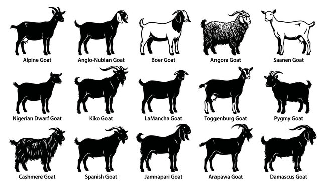 Diverse Goat Breeds Illustration Set: Black  White Silhouettes and Line Art for Agriculture  Livestock Farming