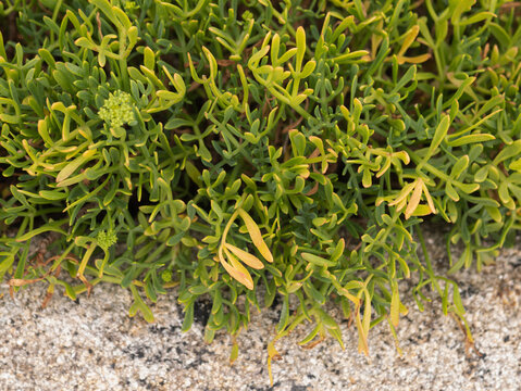 Crithmum maritimum Cushion on Coastal Rock &mdash; Rock Samphire Top-Down View with Yellow-Tipped Leaves and Nascent Umbels, Atlantic Coast Portugal