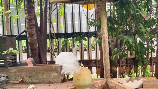 white indian peafowl walking in a circle in the garden, warding bird behaviour in the afternoon footage