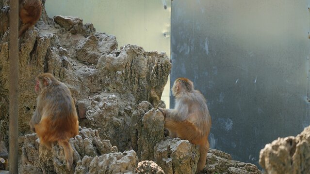 two monkey sitting and looking at faux rocks in the zoo