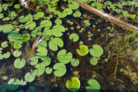 High-angle view of green lily pads and various aquatic plants floating on the still surface of dark pond water under bright sunlight
