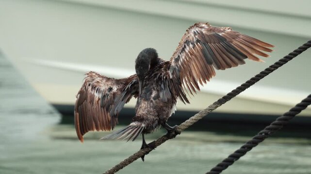 Cormorant spreading its wings to dry feathers while perching on a thick mooring rope in a bright harbor setting