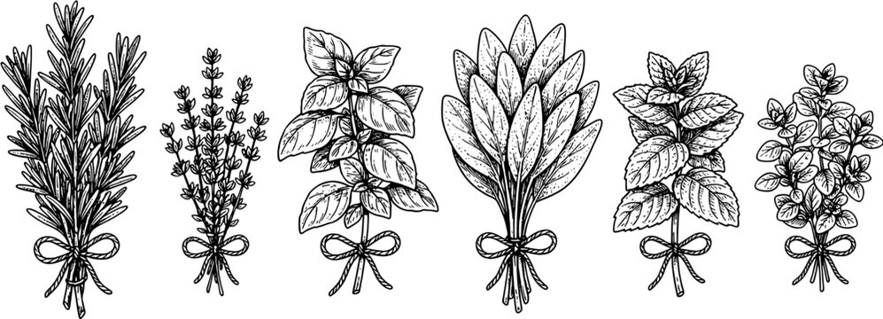 Herb bundle icon set in a hand drawn sketch style including rosemary, thyme, basil, sage, mint and oregano. Editable vector illustration on white background.