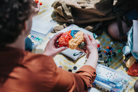 Hands hold a colorful anatomical brain model during an outdoor study session. Students examine the model surrounded by molecular kits, notebooks and backpacks on a picnic blanket.