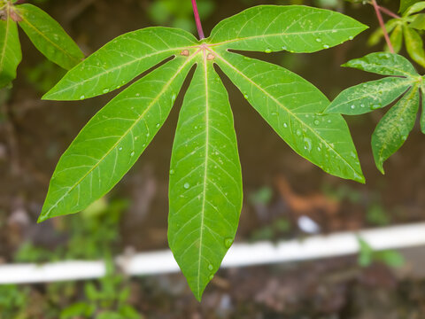 Close-up of a fresh green cassava leaf with water droplets. Tropical agriculture and natural botanical background concept.