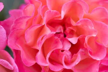 Obraz premium amazing pink-apricot nejn color peony type rose. extreme macro background