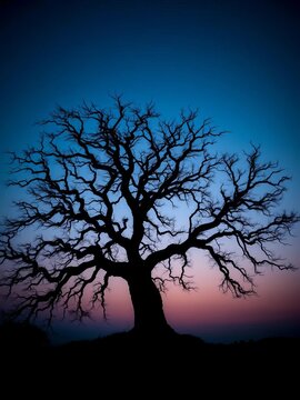 Silhouette of ancient tree with twisted branches against dark blue sky, nature, trunk