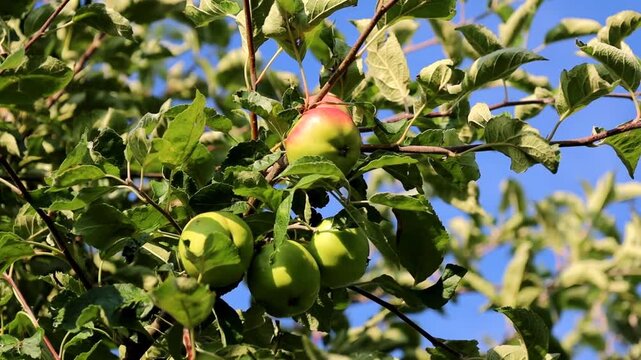 The camera slowly zooms in on ripe green and red apples hanging on branches among lush foliage against a clear blue sky. This video highlights the beautiful textures of the growing orchard harvest.