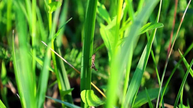 The camera focuses on a tiny grasshopper hiding among lush, vibrant green grass blades on a sunny day. This video beautifully captures the hidden micro-world of insects, evoking a calm and natural atm