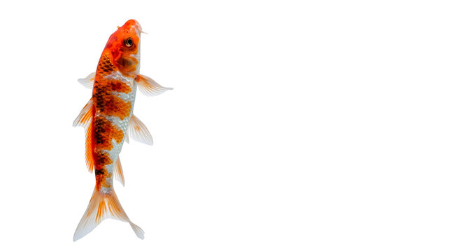 Vibrant orange and white koi fish swimming on transparent background