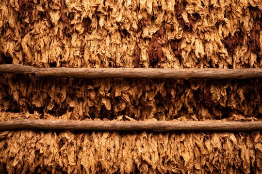 Rows of dried plant product leaves stacked in a barn with wooden poles