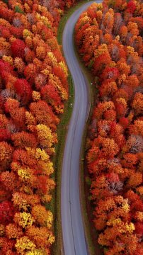 Autumn drone shot of winding road through seasonal forest with vivid orange red and yellow foliage, curving through quiet woodland landscape and calm scenic aerial view