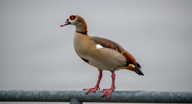 Elegant Duck Standing on a Surface Against a Gray Sky.