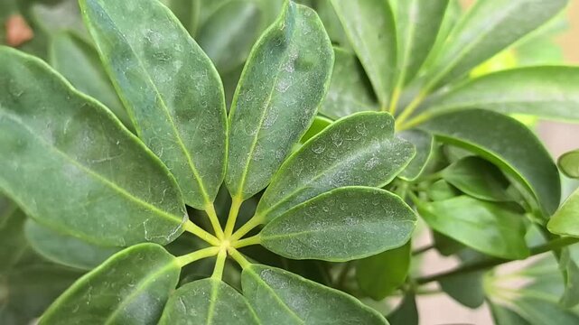 Schefflera Leaves Covered in Water Droplets After Rain, Macro Nature Shot