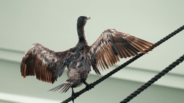 Great cormorant bird with wings spread, perching on a thick black rope in nature, drying feathers after diving