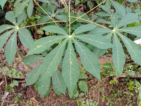 Close up view of green cassava leaves growing in a tropical garden.
