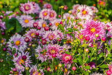 Fototapeta premium Pink double chrysanthemum, garden mum flowers and unopened buds blooming in a sunny autumn garden. Beautiful seasonal floral landscape in botanical park. Plant breding, gardening, cultivation