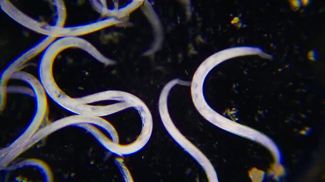 Dense cluster of glowing nematode worms swarming under 100x darkfield magnification microscope