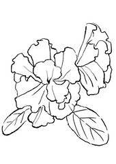 Fototapeta premium 咲き誇るアザレアの花の手描きの線画イラスト タイトル変更(透過PNG)