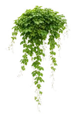 PNG Lush cascading green hanging plant. © Rawpixel.com
