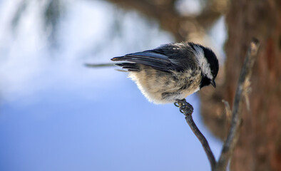 Black-capped chickadee looking down from a branch in winter © Claudia