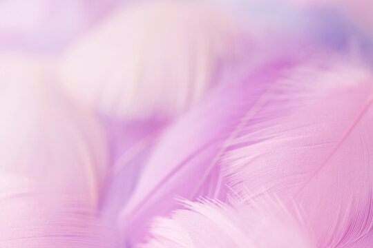 soft texture of light pink feathers, pastel color scheme of airy background