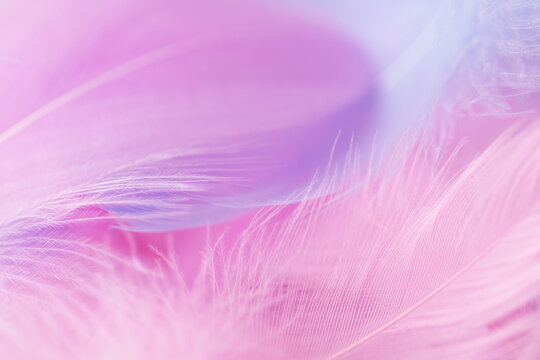 multi-colored pastel feathers with a focus on small details