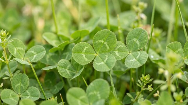 Close up of green three leaf clovers in sunny field