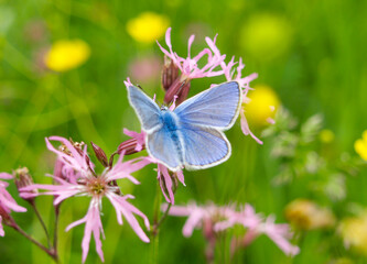 Fototapeta premium delicate gossamer-winged butterfly Lycaenidae with open wings sitting on a pink wildflower in a green meadow