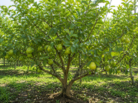 Guava tree heavily bearing fresh green fruits on branches in organic orchard