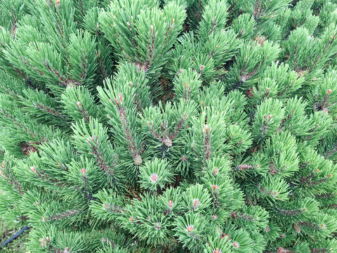 Close-up of vibrant green Pinus mugo (dwarf mountain pine) branches