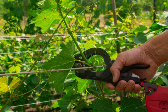 Gardener Tying Grapevine Using a Tapener