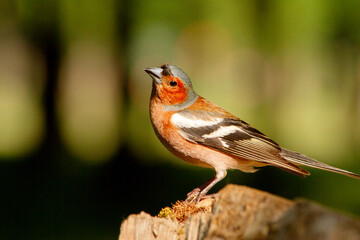 Profile portrait of a male Chaffinch Fringilla coelebs perched on a wooden stump against a green forest background © drakuliren