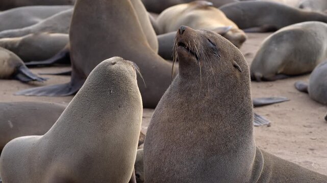 Seals at Cape Cross Seal Reserve, one of the largest colonies of Cape fur seals in the world, on the Skeleton Coast in Namibia.