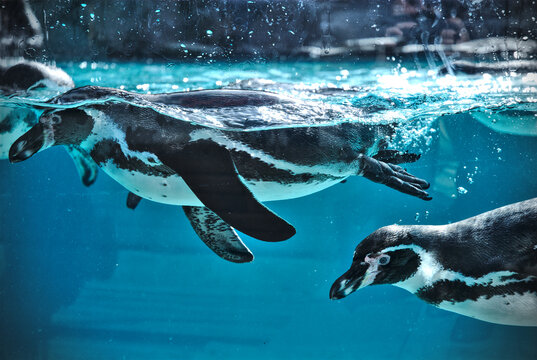 Penguins swim underwater in clear blue water, with one penguin partially submerged at the surface.
