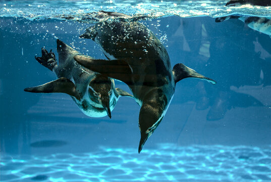 Spheniscus humboldti. Two penguins are swimming underwater. They are in clear blue water with sunlight reflecting on the bottom.