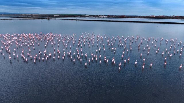 Flamingos dispersed across lagoon beside rectangular salt ponds. Pink birds in dark water, with embankments, low buildings and cloudy sky.