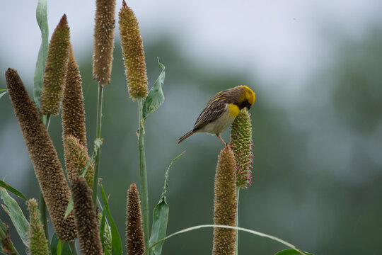 Weaver bird perched on pearl millet spike in field