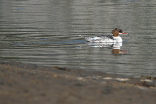 Canard